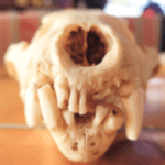An old wolverine skull, cleaned, front view